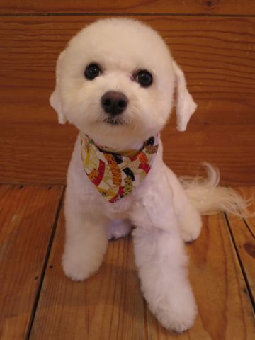 ホテル犬駒込フントヒュッテ東京ペットホテル文京区犬おあずかり様子おさんぽペットホテル料金ビションフリーゼトリミング画像ビションフリーゼカット都内50.jpg
