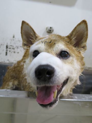 柴犬トリミング文京区柴犬読み方しばけんしばいぬトリミング東京柴犬抜け毛換毛期フントヒュッテ駒込初トリミング都内かわいい柴犬画像日本犬犬の換毛期かわいい柴犬色1.jpg