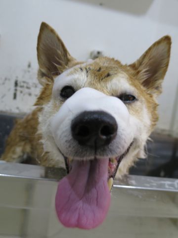 柴犬トリミング文京区柴犬読み方しばけんしばいぬトリミング東京柴犬抜け毛換毛期フントヒュッテ駒込初トリミング都内かわいい柴犬画像日本犬犬の換毛期かわいい柴犬色2.jpg