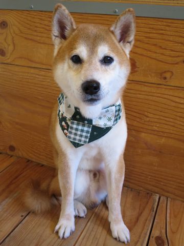 柴犬トリミング文京区柴犬読み方しばけんしばいぬトリミング東京柴犬抜け毛換毛期フントヒュッテ駒込初トリミング都内かわいい柴犬画像日本犬犬の換毛期かわいい柴犬色4.jpg