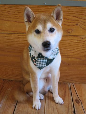 柴犬トリミング文京区柴犬読み方しばけんしばいぬトリミング東京柴犬抜け毛換毛期フントヒュッテ駒込初トリミング都内かわいい柴犬画像日本犬犬の換毛期かわいい柴犬色5.jpg