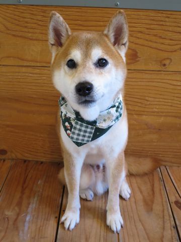 柴犬トリミング文京区柴犬読み方しばけんしばいぬトリミング東京柴犬抜け毛換毛期フントヒュッテ駒込初トリミング都内かわいい柴犬画像日本犬犬の換毛期かわいい柴犬色6.jpg