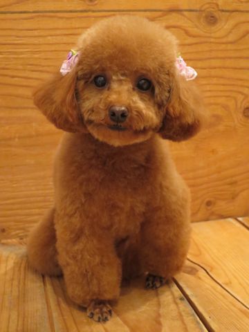 トイプードルトリミングモデル画像フントヒュッテ文京区トイプードル色の濃いレッドかわいいトイ・プードル子犬駒込こいぬ東京トイプーベアカット都内25.jpg