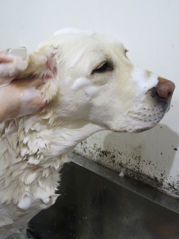 ラブラドール・レトリバートリミング文京区フントヒュッテ都内大型犬トリミング東京かわいいラブラドールレトリバー画像駒込ラブシャンプー関東大型犬画像23.jpg