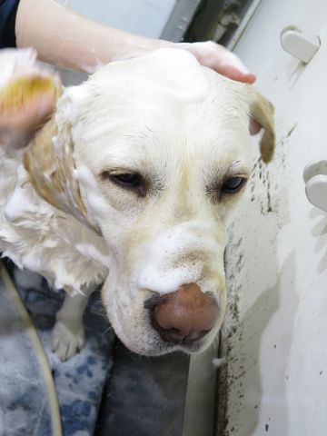 ラブラドール・レトリバートリミング文京区フントヒュッテ都内大型犬トリミング東京かわいいラブラドールレトリバー画像駒込ラブシャンプー関東大型犬画像24.jpg