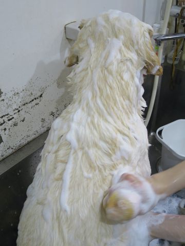 ラブラドール・レトリバートリミング文京区フントヒュッテ都内大型犬トリミング東京かわいいラブラドールレトリバー画像駒込ラブシャンプー関東大型犬画像25.jpg