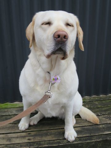 ラブラドール・レトリバートリミング文京区フントヒュッテ都内大型犬トリミング東京かわいいラブラドールレトリバー画像駒込ラブシャンプー関東大型犬画像26.jpg