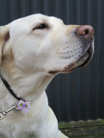 ラブラドール・レトリバートリミング文京区フントヒュッテ都内大型犬トリミング東京かわいいラブラドールレトリバー画像駒込ラブシャンプー関東大型犬画像27.jpg
