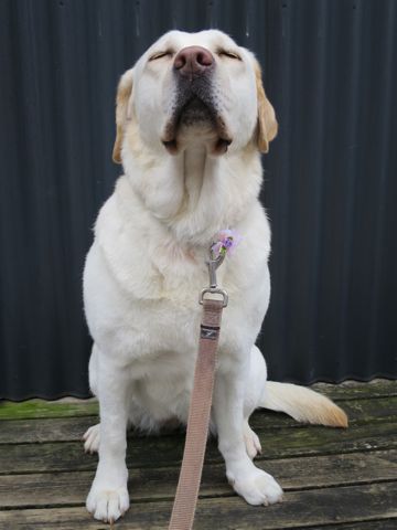ラブラドール・レトリバートリミング文京区フントヒュッテ都内大型犬トリミング東京かわいいラブラドールレトリバー画像駒込ラブシャンプー関東大型犬画像28.jpg
