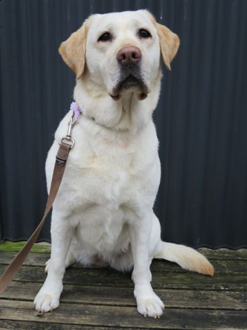 ラブラドール・レトリバートリミング文京区フントヒュッテ都内大型犬トリミング東京かわいいラブラドールレトリバー画像駒込ラブシャンプー関東大型犬画像29.jpg