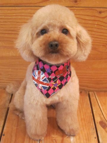 トイ・プードルトリミング文京区カットモデル犬関東トリミングサロン駒込フントヒュッテトイプードル画像トイプードルカットスタイルベアカットモデル5.jpg