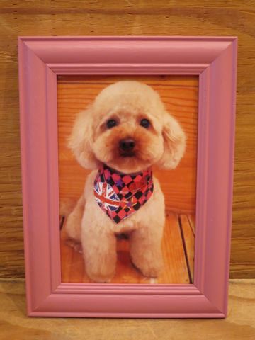トイ・プードルトリミング文京区カットモデル犬関東トリミングサロン駒込フントヒュッテトイプードル画像トイプードルカットスタイルベアカットモデル7.jpg