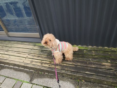 トイ・プードルトリミング文京区カットモデル犬関東トリミングサロン駒込フントヒュッテトイプードル画像トイプードルカットスタイルベアカットモデル9.jpg