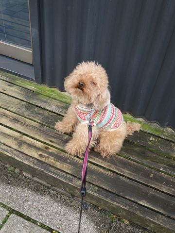 トイ・プードルトリミング文京区カットモデル犬関東トリミングサロン駒込フントヒュッテトイプードル画像トイプードルカットスタイルベアカットモデル10.jpg