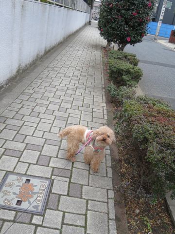 トイ・プードルトリミング文京区カットモデル犬関東トリミングサロン駒込フントヒュッテトイプードル画像トイプードルカットスタイルベアカットモデル11.jpg
