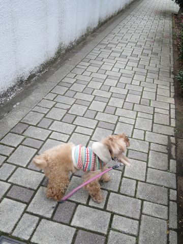 トイ・プードルトリミング文京区カットモデル犬関東トリミングサロン駒込フントヒュッテトイプードル画像トイプードルカットスタイルベアカットモデル12.jpg