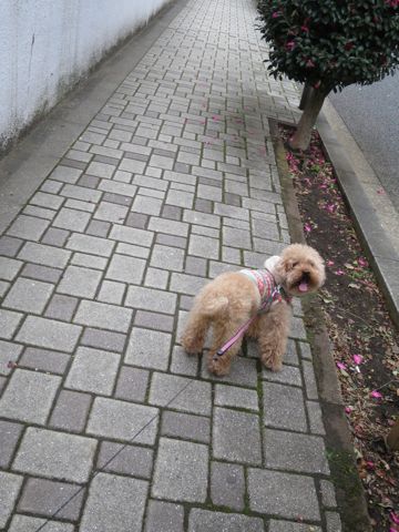 トイ・プードルトリミング文京区カットモデル犬関東トリミングサロン駒込フントヒュッテトイプードル画像トイプードルカットスタイルベアカットモデル13.jpg