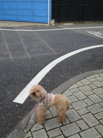 トイ・プードルトリミング文京区カットモデル犬関東トリミングサロン駒込フントヒュッテトイプードル画像トイプードルカットスタイルベアカットモデル14.jpg