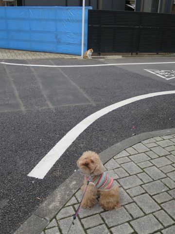 トイ・プードルトリミング文京区カットモデル犬関東トリミングサロン駒込フントヒュッテトイプードル画像トイプードルカットスタイルベアカットモデル15.jpg