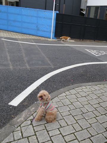 トイ・プードルトリミング文京区カットモデル犬関東トリミングサロン駒込フントヒュッテトイプードル画像トイプードルカットスタイルベアカットモデル16.jpg