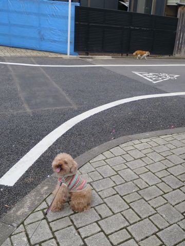 トイ・プードルトリミング文京区カットモデル犬関東トリミングサロン駒込フントヒュッテトイプードル画像トイプードルカットスタイルベアカットモデル17.jpg
