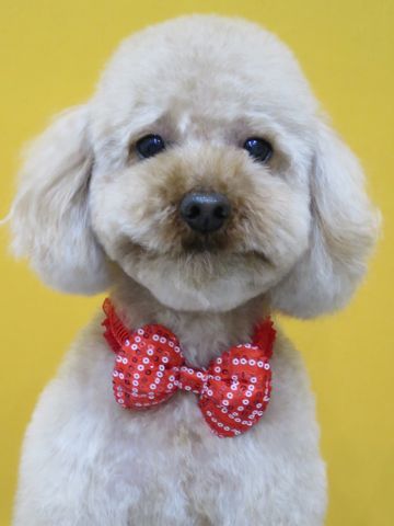 トイ・プードルトリミング文京区カットモデル犬関東トリミングサロン駒込フントヒュッテトイプードル画像トイプードルカットスタイルベアカットモデル18.jpg