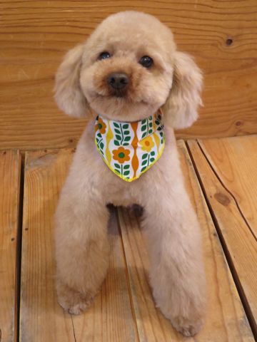 トイ・プードルトリミング文京区カットモデル犬関東トリミングサロン駒込フントヒュッテトイプードル画像トイプードルカットスタイルベアカットモデル19.jpg