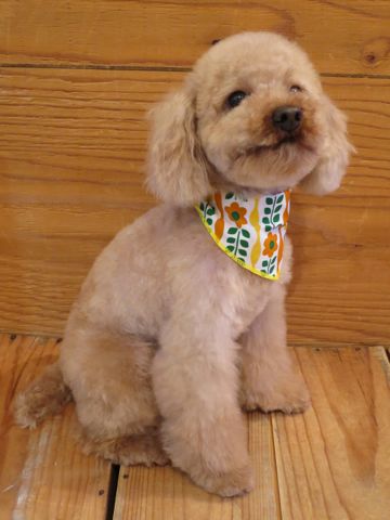 トイ・プードルトリミング文京区カットモデル犬関東トリミングサロン駒込フントヒュッテトイプードル画像トイプードルカットスタイルベアカットモデル20.jpg