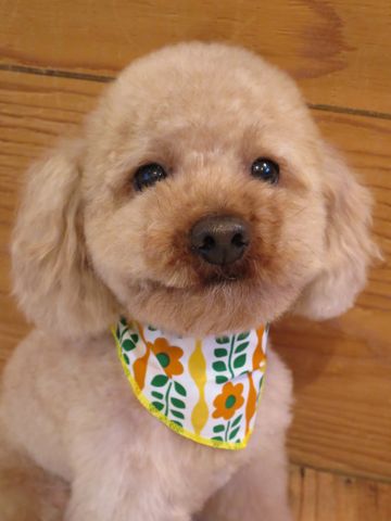 トイ・プードルトリミング文京区カットモデル犬関東トリミングサロン駒込フントヒュッテトイプードル画像トイプードルカットスタイルベアカットモデル21.jpg