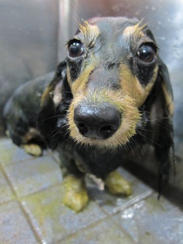 ダックストリミング東京ダックスフントカニヘン都内トリミング料金文京区フントヒュッテ駒込かわいいカニヘンダックス画像カニンヘンダックスサイズ色カラー駒込6.jpg
