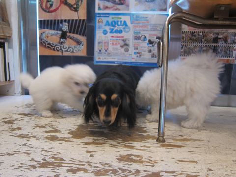 ダックスペットホテル様子おさんぽ犬おあずかり文京区フントヒュッテ東京ダックストリミング画像都内ペットホテル駒込カニヘンダックスカニンヘンダックス3.jpg