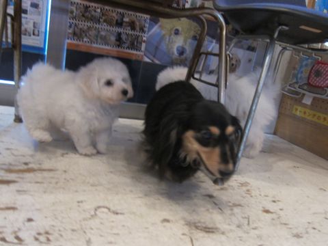 ダックスペットホテル様子おさんぽ犬おあずかり文京区フントヒュッテ東京ダックストリミング画像都内ペットホテル駒込カニヘンダックスカニンヘンダックス5.jpg
