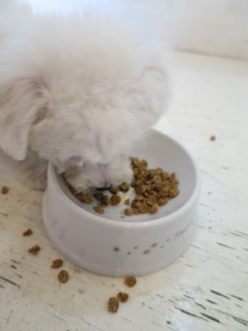 ビションフリーゼこいぬ東京子犬フントヒュッテ文京区かわいいビションフリーゼ駒込小さいビションフリーゼ画像おんなのこ飼い主募集ビションメス子犬里親募集 160.jpg