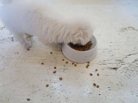 ビションフリーゼこいぬ東京子犬フントヒュッテ文京区かわいいビションフリーゼ駒込小さいビションフリーゼ画像おんなのこ飼い主募集ビションメス子犬里親募集 161.jpg