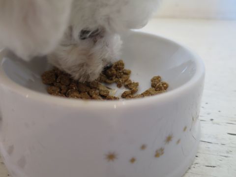 ビションフリーゼこいぬ東京子犬フントヒュッテ文京区かわいいビションフリーゼ駒込小さいビションフリーゼ画像おんなのこ飼い主募集ビションメス子犬里親募集 165.jpg