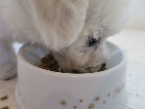 ビションフリーゼこいぬ東京子犬フントヒュッテ文京区かわいいビションフリーゼ駒込小さいビションフリーゼ画像おんなのこ飼い主募集ビションメス子犬里親募集 166.jpg