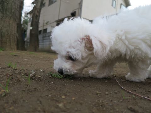ビションフリーゼこいぬ東京子犬フントヒュッテ文京区かわいいビションフリーゼ駒込小さいビションフリーゼ画像おんなのこ飼い主募集ビションメス子犬里親募集 280.jpg