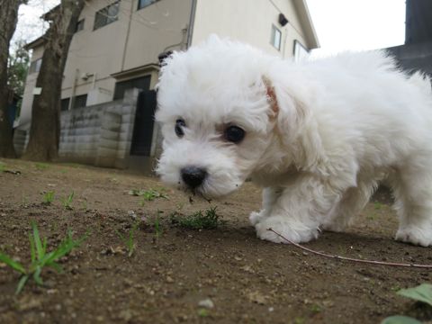 ビションフリーゼこいぬ東京子犬フントヒュッテ文京区かわいいビションフリーゼ駒込小さいビションフリーゼ画像おんなのこ飼い主募集ビションメス子犬里親募集 281.jpg