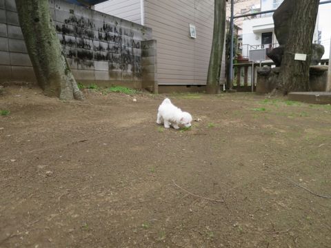 ビションフリーゼこいぬ東京子犬フントヒュッテ文京区かわいいビションフリーゼ駒込小さいビションフリーゼ画像おんなのこ飼い主募集ビションメス子犬里親募集 282.jpg
