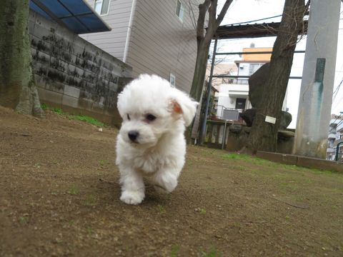ビションフリーゼこいぬ東京子犬フントヒュッテ文京区かわいいビションフリーゼ駒込小さいビションフリーゼ画像おんなのこ飼い主募集ビションメス子犬里親募集 283.jpg