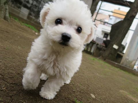 ビションフリーゼこいぬ東京子犬フントヒュッテ文京区かわいいビションフリーゼ駒込小さいビションフリーゼ画像おんなのこ飼い主募集ビションメス子犬里親募集 284.jpg