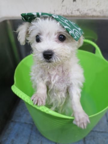 ビションフリーゼこいぬ東京子犬フントヒュッテ文京区かわいいビションフリーゼ駒込小さいビションフリーゼ画像おんなのこ飼い主募集ビションメス子犬里親募集 286.jpg