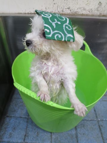 ビションフリーゼこいぬ東京子犬フントヒュッテ文京区かわいいビションフリーゼ駒込小さいビションフリーゼ画像おんなのこ飼い主募集ビションメス子犬里親募集 287.jpg