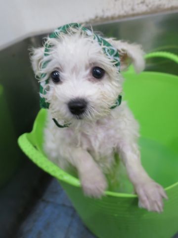 ビションフリーゼこいぬ東京子犬フントヒュッテ文京区かわいいビションフリーゼ駒込小さいビションフリーゼ画像おんなのこ飼い主募集ビションメス子犬里親募集 288.jpg