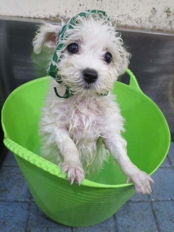 ビションフリーゼこいぬ東京子犬フントヒュッテ文京区かわいいビションフリーゼ駒込小さいビションフリーゼ画像おんなのこ飼い主募集ビションメス子犬里親募集 289.jpg