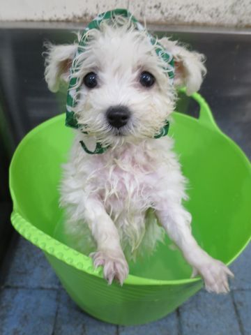 ビションフリーゼこいぬ東京子犬フントヒュッテ文京区かわいいビションフリーゼ駒込小さいビションフリーゼ画像おんなのこ飼い主募集ビションメス子犬里親募集 290.jpg