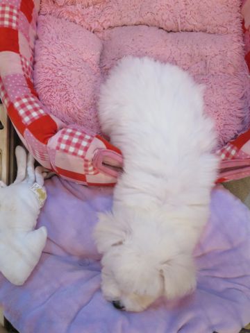 ビションフリーゼこいぬ東京子犬フントヒュッテ文京区かわいいビションフリーゼ駒込小さいビションフリーゼ画像おんなのこ飼い主募集ビションメス子犬里親募集 300.jpg
