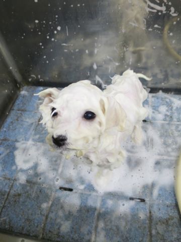 ビションフリーゼこいぬ東京子犬フントヒュッテ文京区かわいいビションフリーゼ駒込小さいビションフリーゼ画像おんなのこ飼い主募集ビションメス子犬里親募集 359.jpg