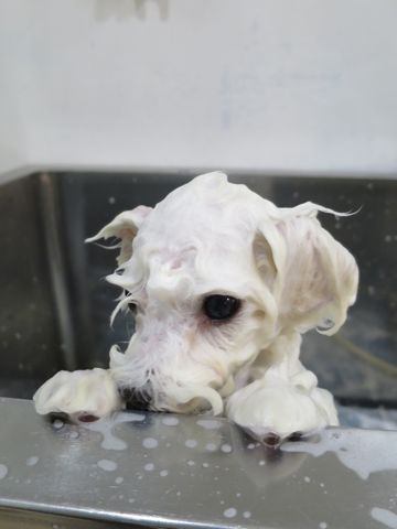 ビションフリーゼこいぬ東京子犬フントヒュッテ文京区かわいいビションフリーゼ駒込小さいビションフリーゼ画像おんなのこ飼い主募集ビションメス子犬里親募集 360.jpg