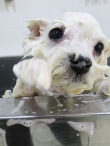 ビションフリーゼこいぬ東京子犬フントヒュッテ文京区かわいいビションフリーゼ駒込小さいビションフリーゼ画像おんなのこ飼い主募集ビションメス子犬里親募集 361.jpg